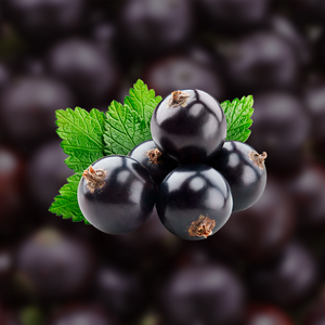 Black Currant Aseptic Fruit Puree