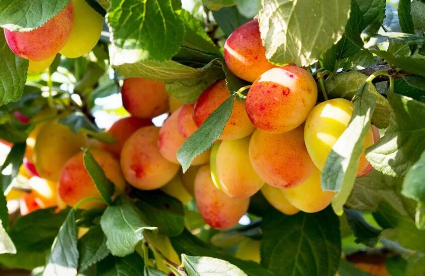 Mangoes hanging from a tree