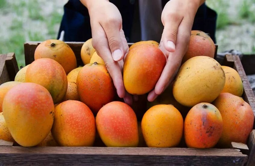 Basket full of mangoes while someone holds one mango in their hands