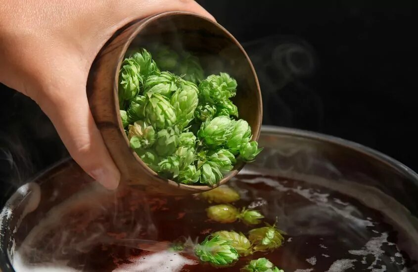 Hops being poured to a brew