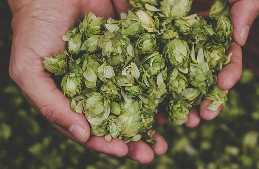 Man holding hops in his two hands