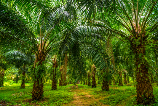 Sustainable Food: What is next and what is trending in the market?