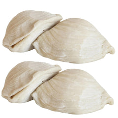 Large Sfogliatelle