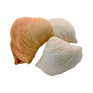 Small Sfogliatelle